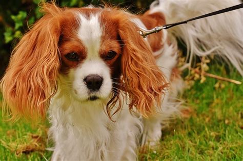 Small Dogs With Big Ears | The Smart Dog Guide