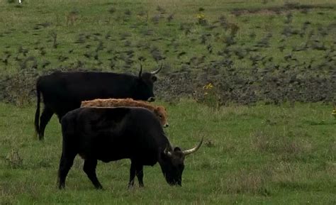 Runderen En Spreeuwen Vroege Vogels Bnnvara