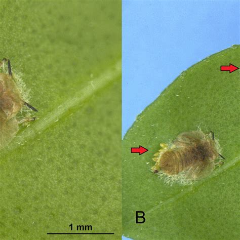 A And Bdiaphorina Citri Eggs Under Psyllid Nymphs Parasitized By Download Scientific Diagram