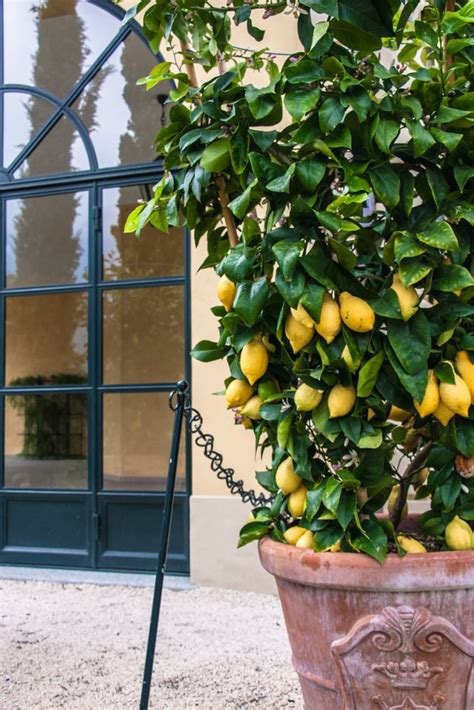 Potting Lemon Tree » Top Growing Tips