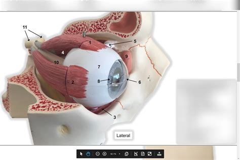 Sense Organs 4 Eye In Orbit Model Diagram Quizlet