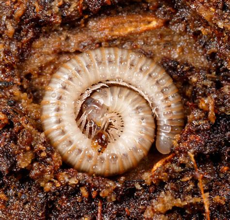 Millipede Bugguidenet