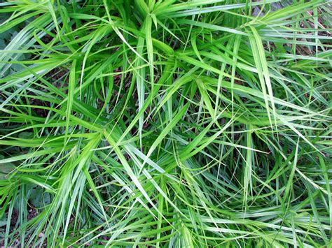 Our Sedges Our Habitat Garden