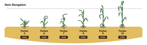 Wheat Growth Stages