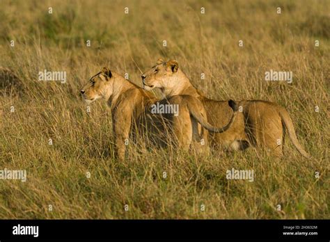 Female Lions Walking Panthera Leo In Tall Grass Masai Mara Kenya