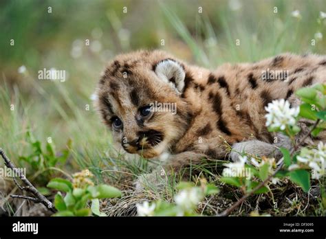 Mountain Lion Felis Concolor Kitten Stock Photo Alamy