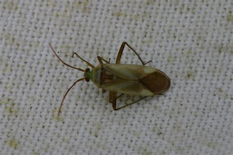 Alfalfa Plant Bug Prairie Pest Monitoring Network