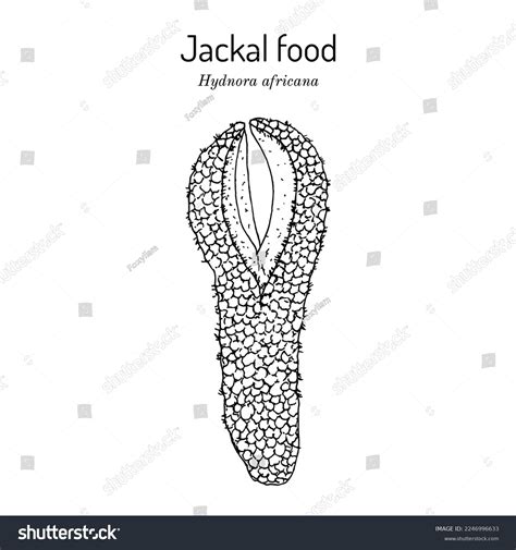 Jakkalskos Jackal Food Hydnora Africana Medicinal เวกเตอร์สต็อก ปลอด