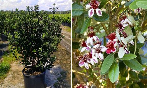 Feijoa Sellowiana Pineapple Guava Tree Acca Sellowiana Shrub