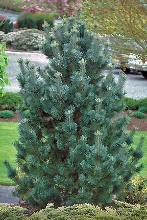 Vanderwolf Pine as a Living Christmas Tree - Watters Garden Center