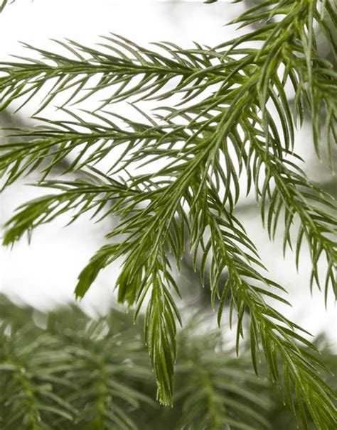 Araucaria Heterophylla Araukarie Zimmertanne G Rtnerei Schliebener