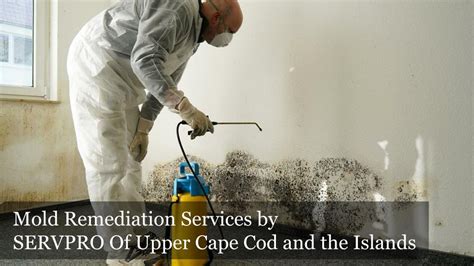 Ppt Mold Remediation Cape Cod Powerpoint Presentation Free Download