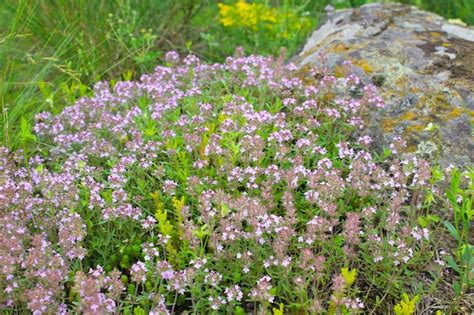 premium photo wild thyme