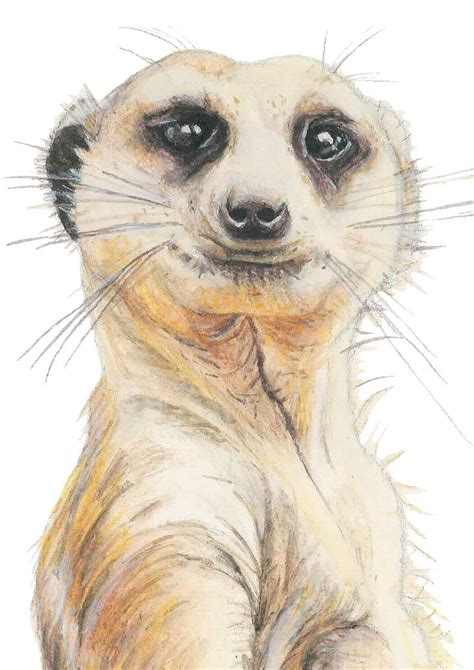 Meerkat Art Print Watercolour Meerkat Painting Meerkat Gifts Etsy