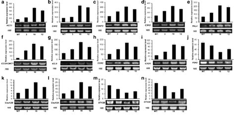 Semi Quantitative Rt Pcr Analysis Of Transcription Accumulation Of Download Scientific Diagram