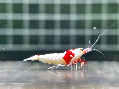 Pure Red Line Caridina Shrimp For Live Shrimp Freshwater