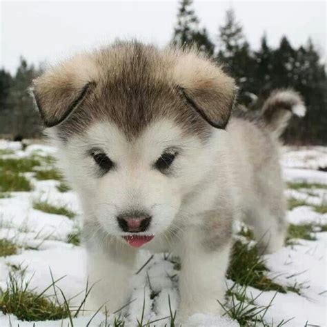 Husky Pup In The Snow Cute Husky Puppies Cute Animals Cuddly Animals