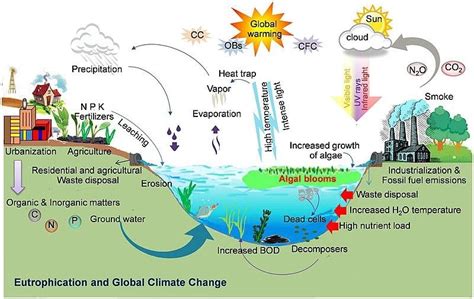 Eutrophication Definition Classification Factors Effects Faqs