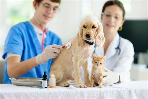 Vet Con Perro Y Gato Cachorro Y Gatito En El MÃ©dico Imagen De Archivo