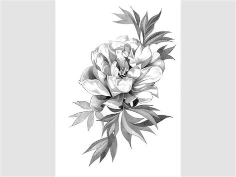 Peony flower pencil drawing print digital download ready to | Etsy