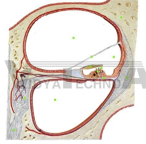 Cochlea Diagram Diagram | Quizlet