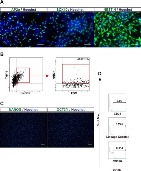 Cell Type Specific Marker Analysis Of Human Ipsc Derived Lngfr Thy