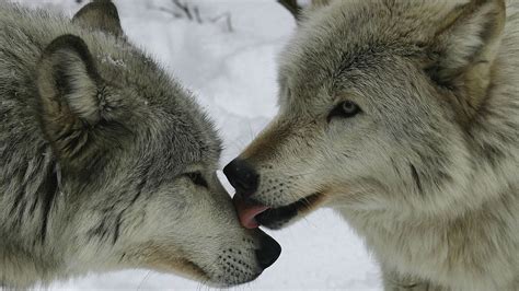 Wolves Kissing Wallpapers - Wallpaper Cave