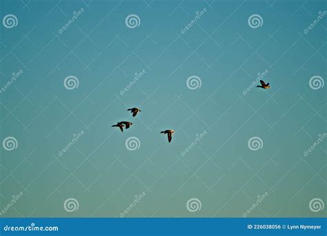 Mallard Ducks Canyon The Texas Panhandle Stock Photo Image Of