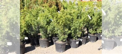 Тис средний 'Farmen' купить в Рассвете | Товары для дома и дачи | Авито