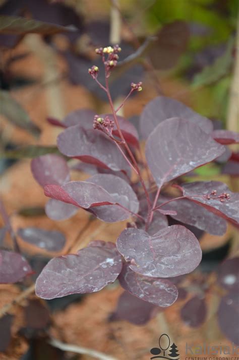 Cotinus Coggygria Magical Torch Kolmagito Perukowiec Podolski