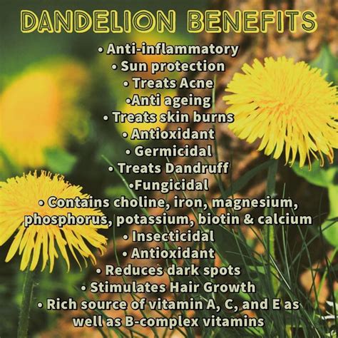 Dandelion Oil Wondering How Dandelion Is Linked To Skin Care Well Let