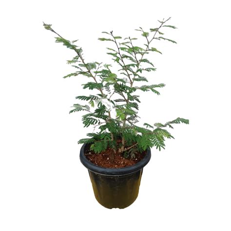 Buy Sahadevi Plant - Purple Fleabane - Vernonia Cinerea Live Plant ...