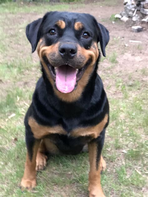 My crazy Rottie ️ | Scrolller