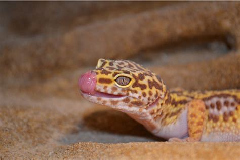 Leopard Gecko Eye Problems