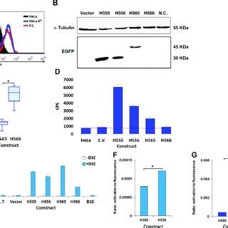 Analysis Of Transiently Transfected Hela Cells A Flow Cytometry