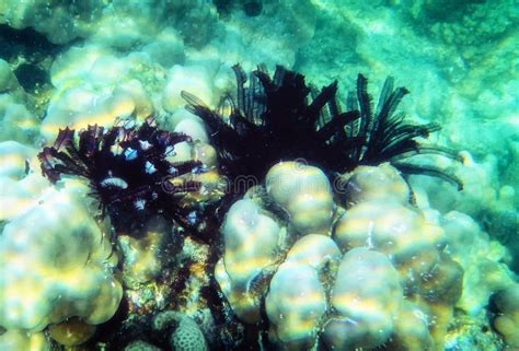 Philippines Palawan Coron Island Snorkeling Underwater Stock Photo ...