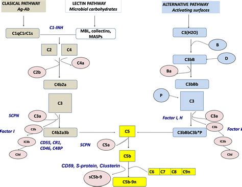 Frontiers Expanding Horizons In Complement Analysis And Quality Control