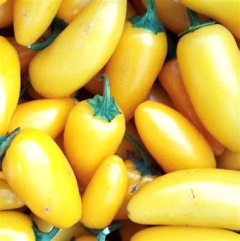 Jalapeno Pepper Collection Hot Seeds Murray Seed Co