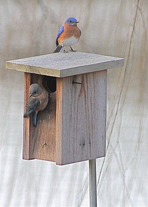 Bluebirds At Nesting Box Photograph By Jeanne Juhos Pixels