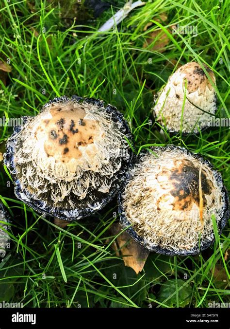 Bunch Of Coprinus Comatus Shaggy Ink Cap Lawyer S Wig Shaggy Mane