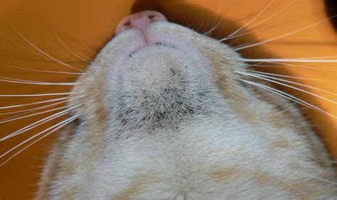 ACNE FELINA É UMA DOENÇA SUTIL MAS FREQUENTE NA CLÍNICA DE GATOS