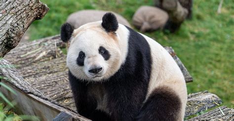 Örökbefogadás Panda Form Wwf Magyarország