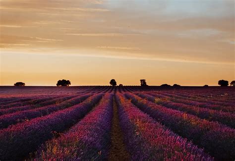 Campos De Lavanda De Brihuega Cu Ndo Ir C Mo Llegar