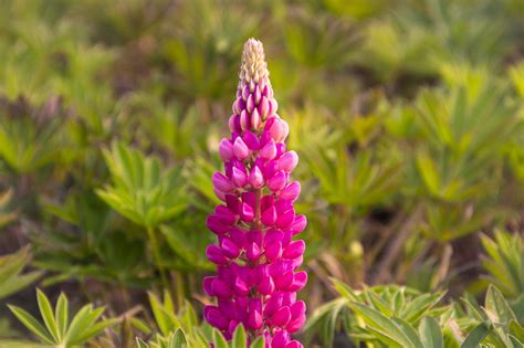 Lupin Bunga Bunga Tanaman Foto Gratis Di Pixabay Pixabay