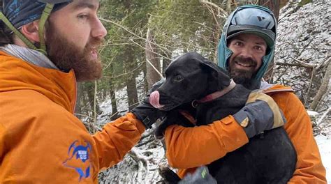 Dog Survives 60 Foot Fall Off Cliff Night Alone At Michigans Pictured