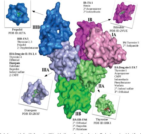 Figure 1 from Ligand binding strategies of human serum albumin: how can ...