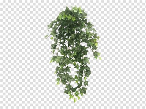 Hanging Basket Houseplant Vine Tree Plant Transparent Background Png