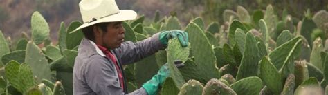 El Oro Verde Mexicano Importancia Del Nopal Kupalin