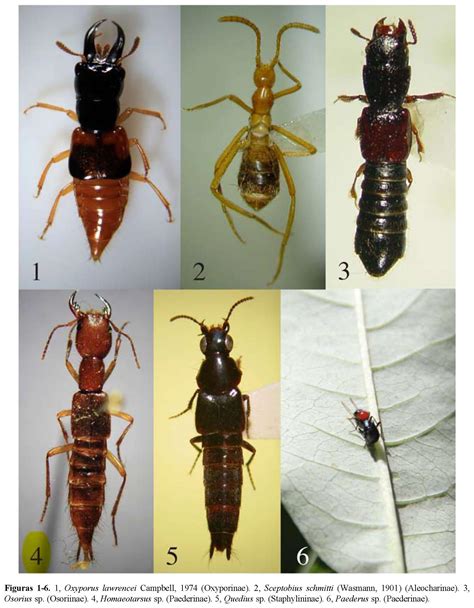 Biodiversidad de Staphylinidae Insecta Coleoptera en México