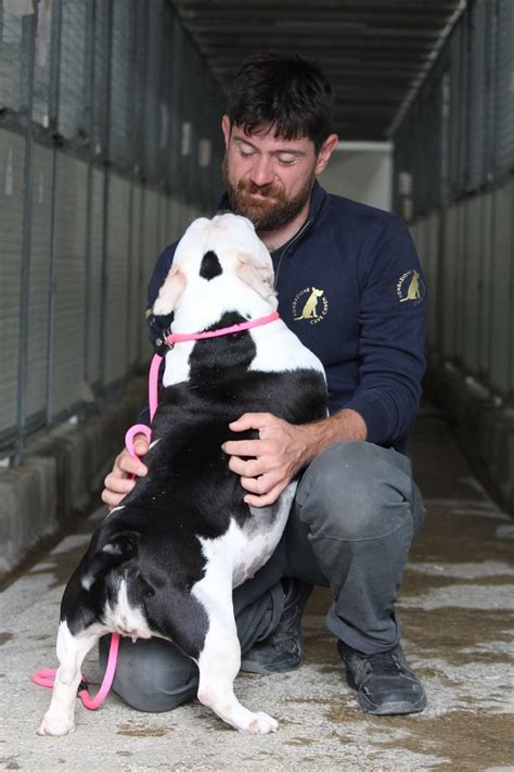 Otto Cani Sono Stati Salvati Dal Traffico Illegale Di Cuccioli